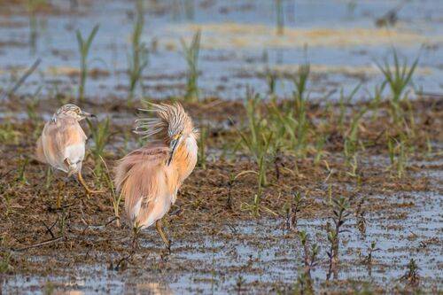 Squacco Heron (Ardeola ralloides)