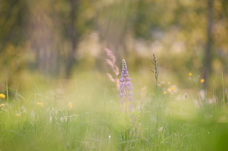 Про одинокий люпин фото превью