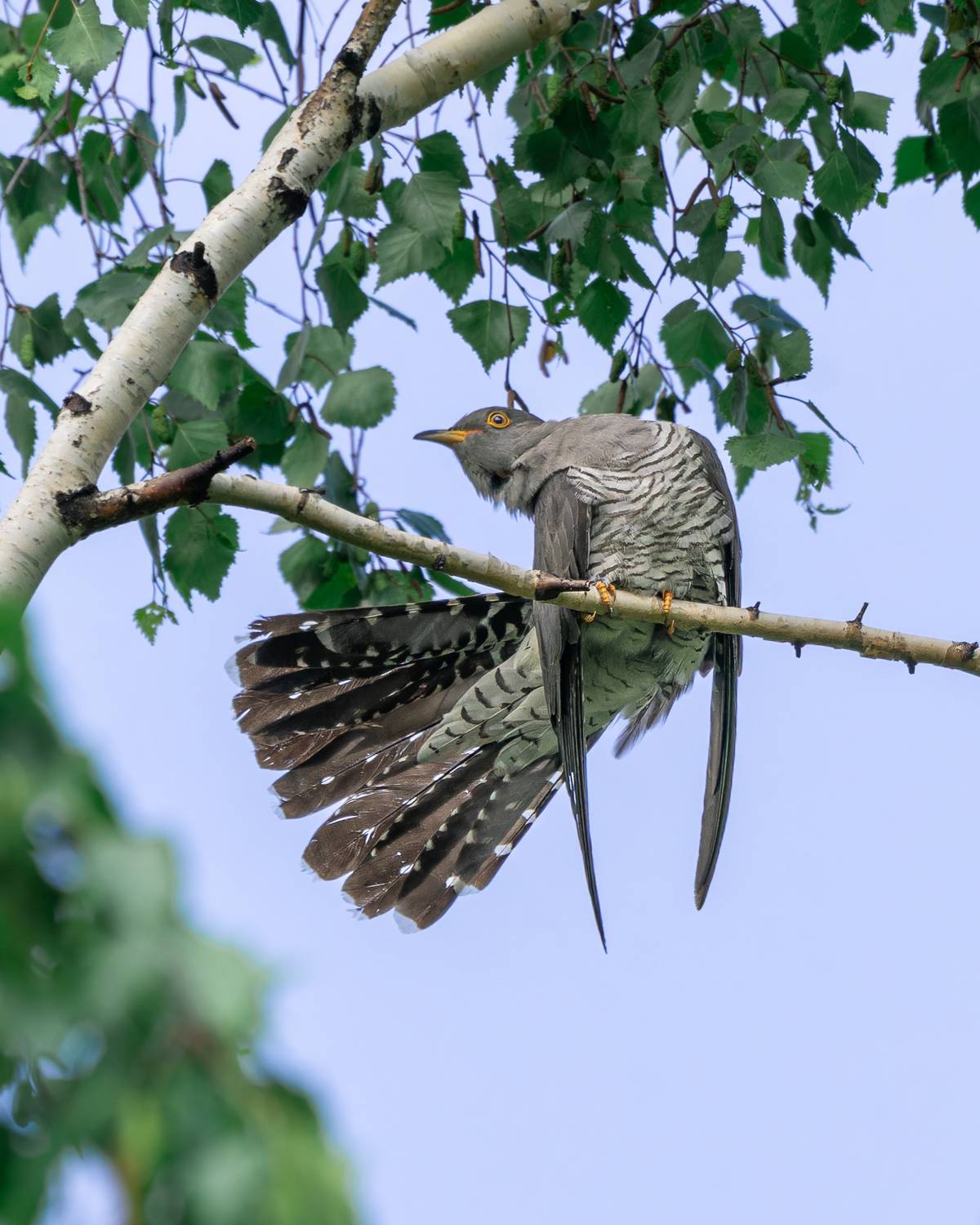 кукушка, птицы, птицы сибири, бердвочинг, Екатерина Дубровская