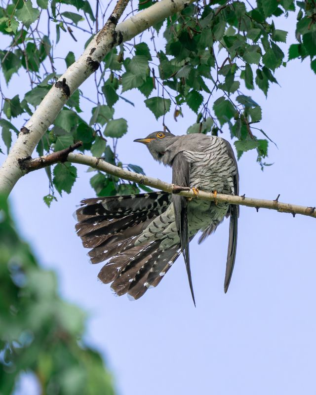 кукушка, птицы, птицы сибири, бердвочинг Танцуют все! фото превью