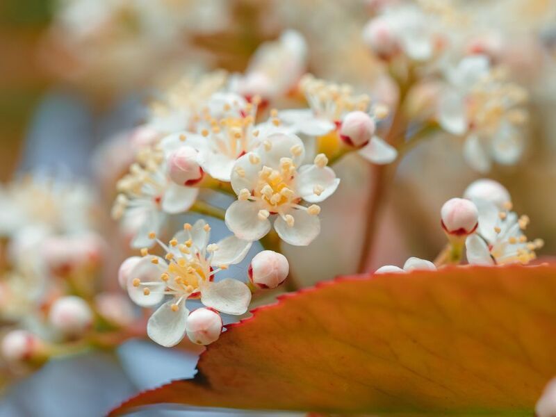 Photinia glabra фото превью