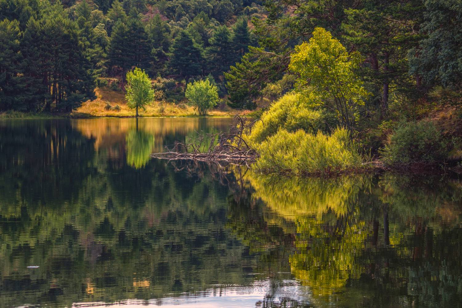 , Шварцман Евгений