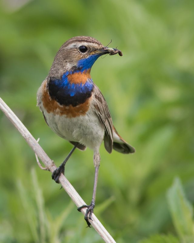 варакушка Варакушка фото превью