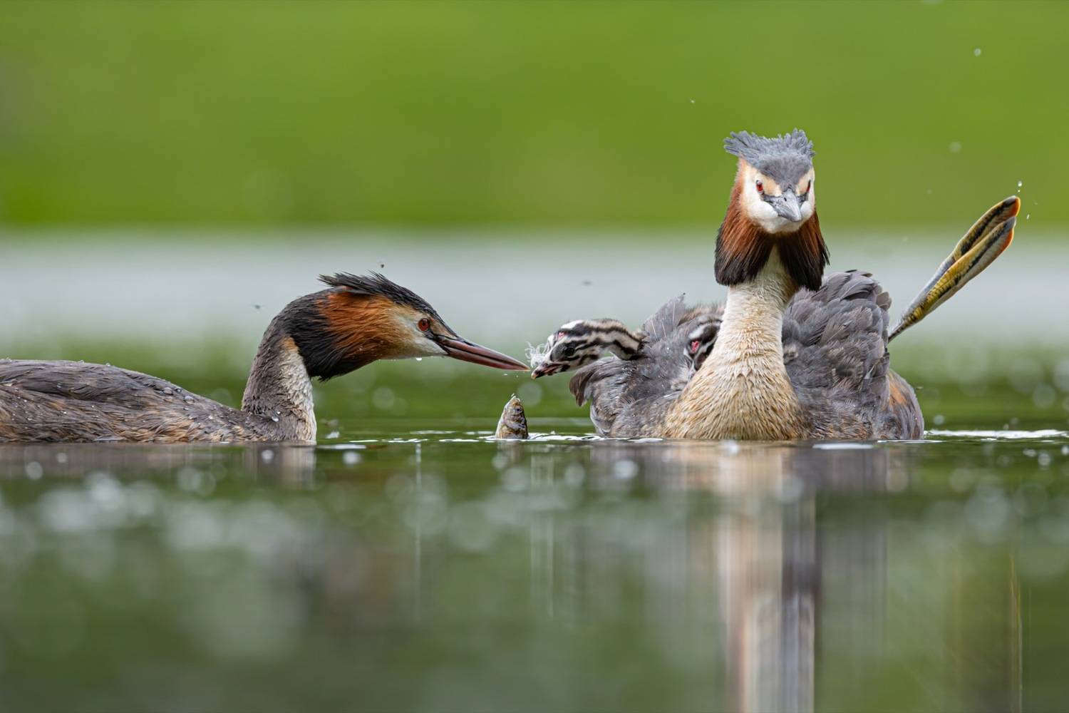 чомга, птенцы, птицы, поганка, большая поганка, Руслан Pl
