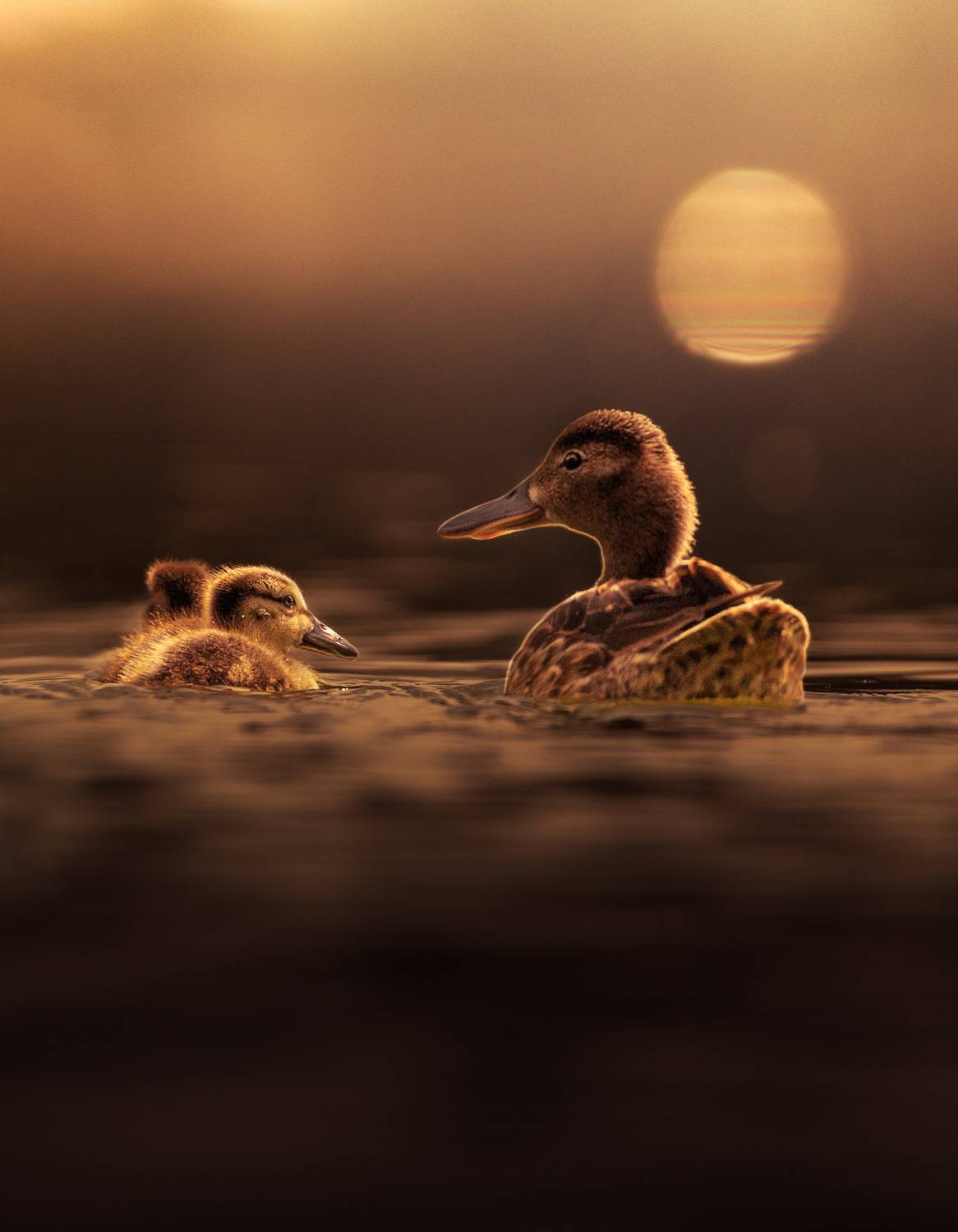 , Maikel Valle Clara