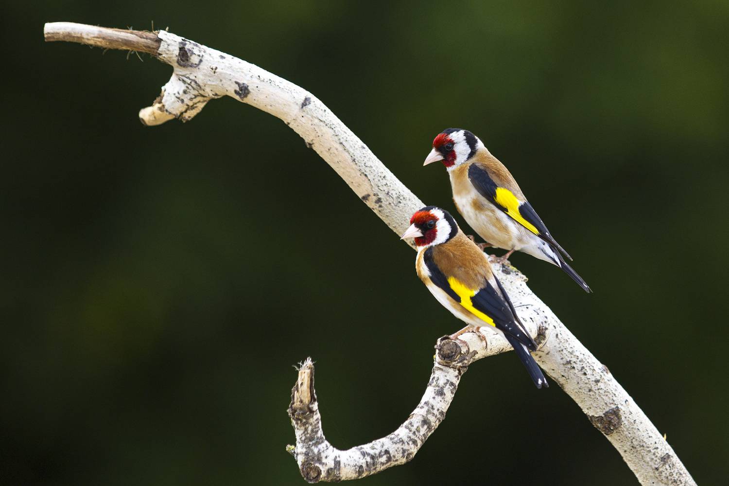 природа, Валерий Черняк