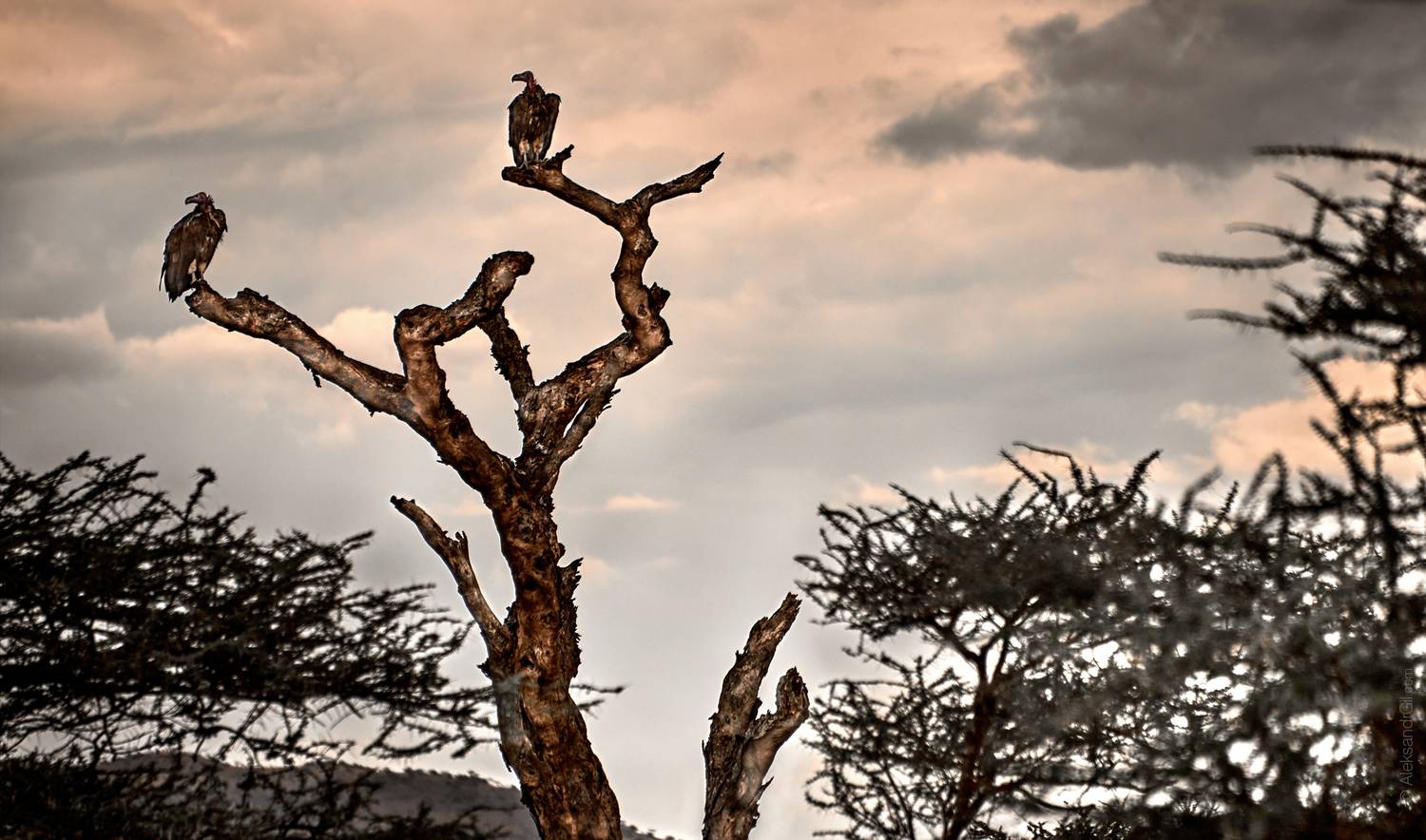 , Гиль Александр