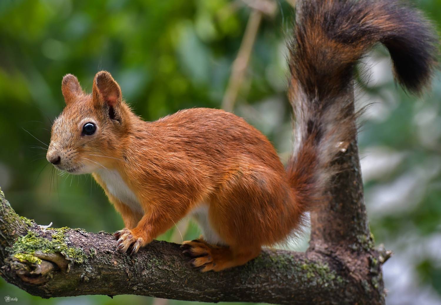 , Наталья Екимова