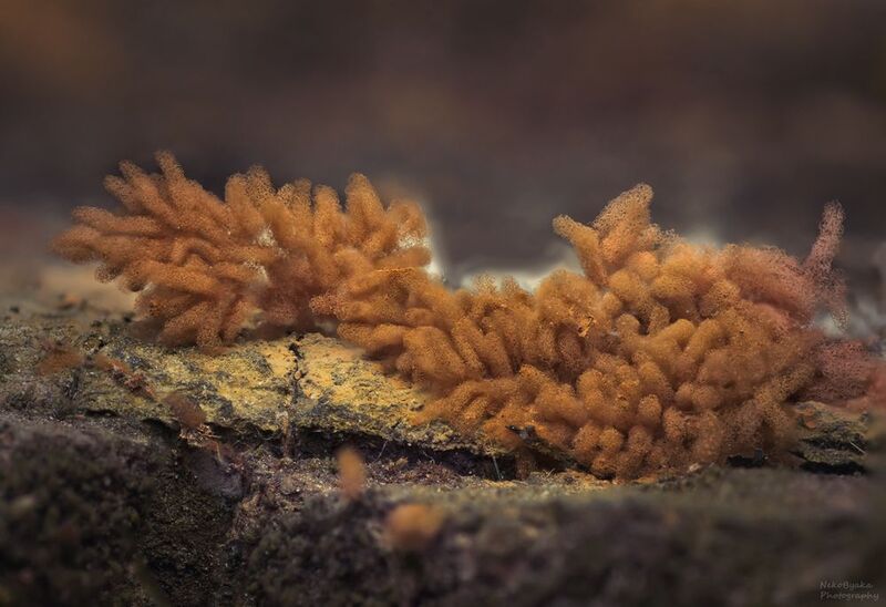 миксомицет Арцирия инкарнатная (Arcyria incarnata) фото превью