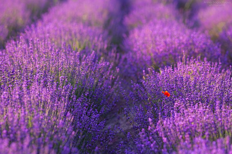 Крымская лаванда фото превью