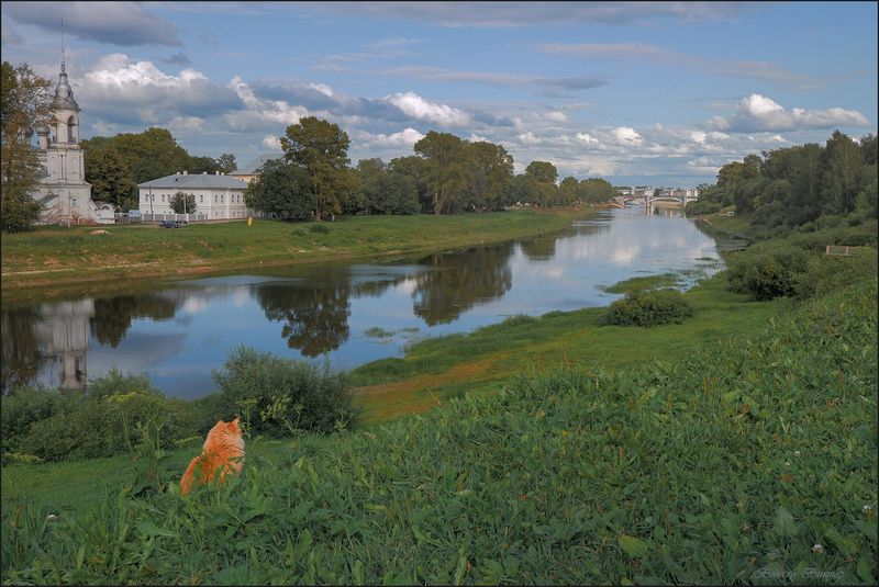 Вологодский кот - созерцатель фото превью