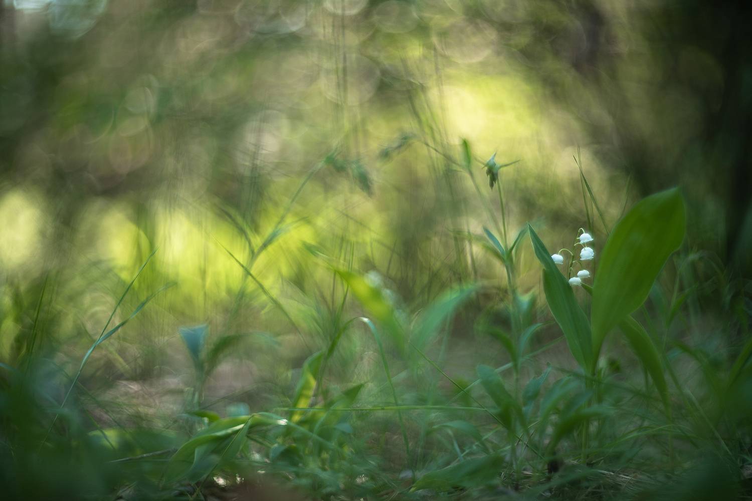 ландыши, весна, свет, лес, макро, цветы, красота, утро, лес, природа, россия, река усманка, геннадий мещеряков, nikon d 850, гелиос-40-2 1,5/85 никон., Мещеряков Геннадий