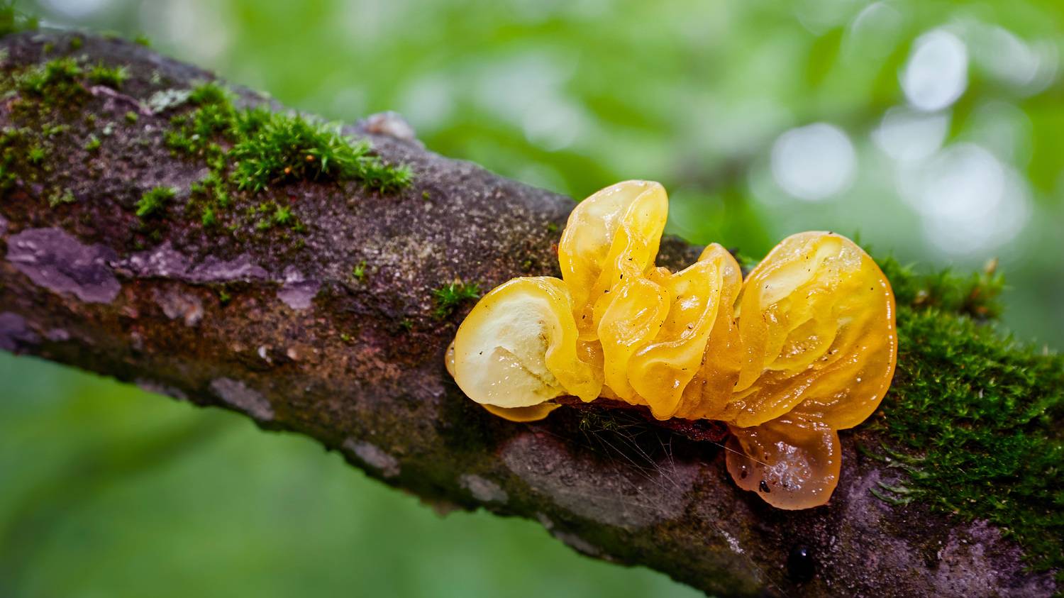 гриб, Валерий Вождаев