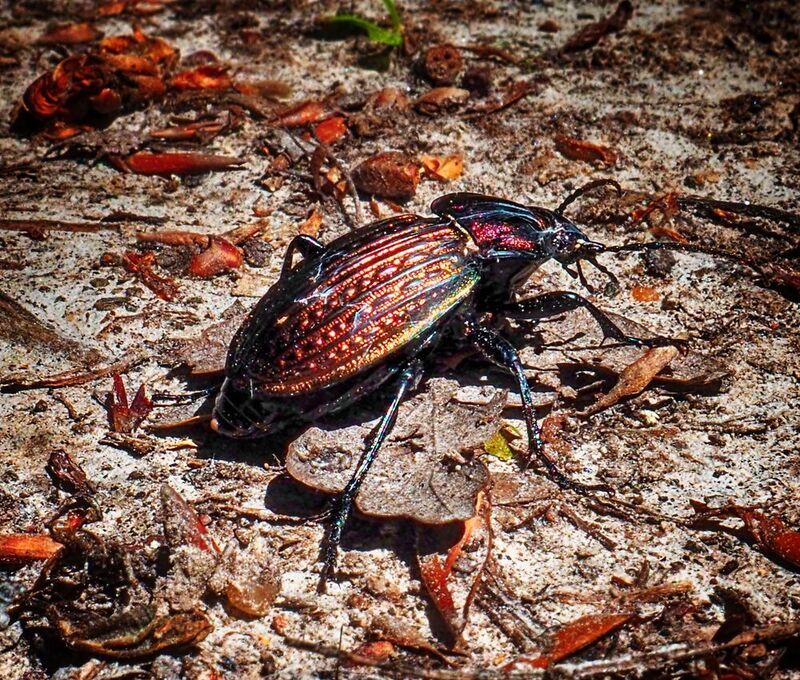 Carabus ullrichi фото превью