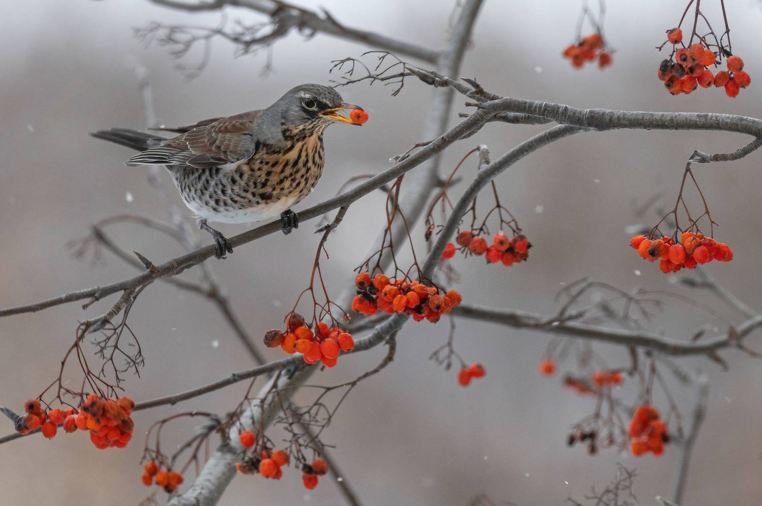 зима, птицы, дрозд, рябина, Сигушин Руслан