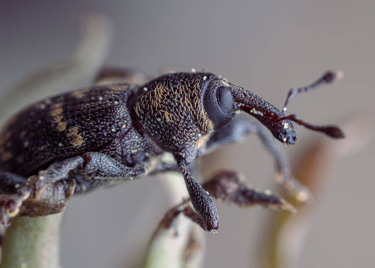 , Миша Усольцев