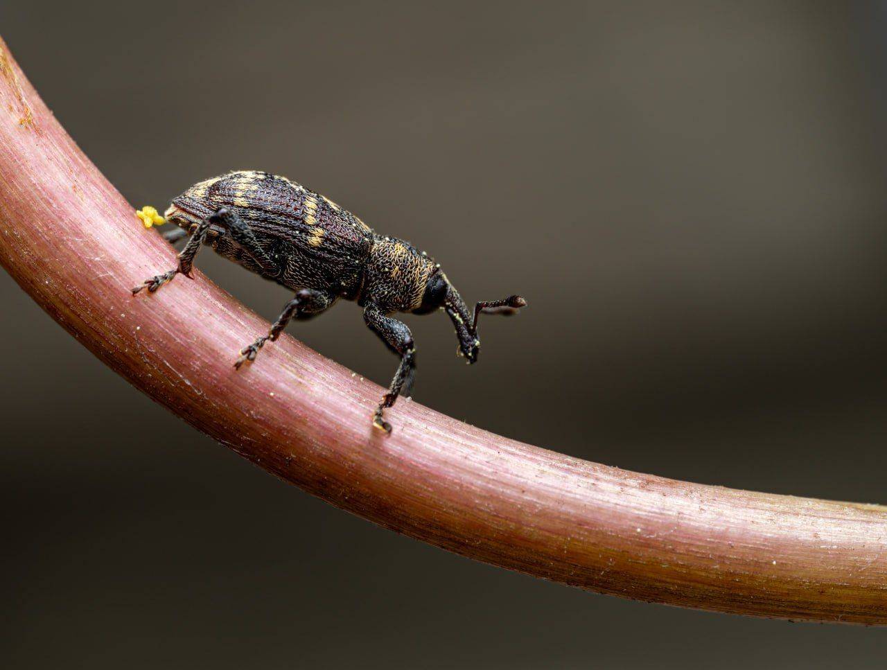 , Миша Усольцев