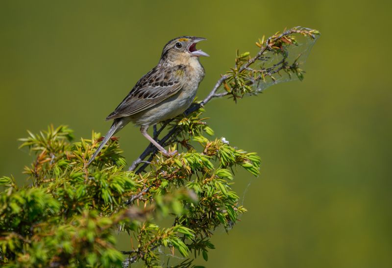 Grasshopper sparrow фото превью