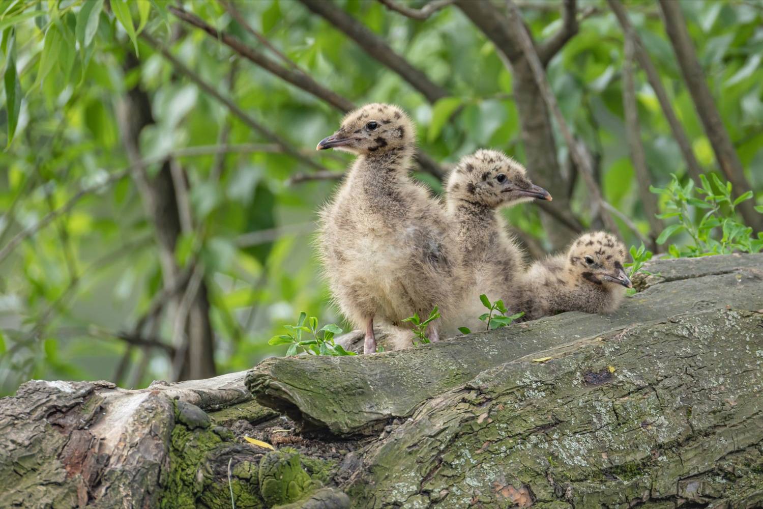 сизая чайка, чайка, птенцы, птенец, птицы, Руслан Pl
