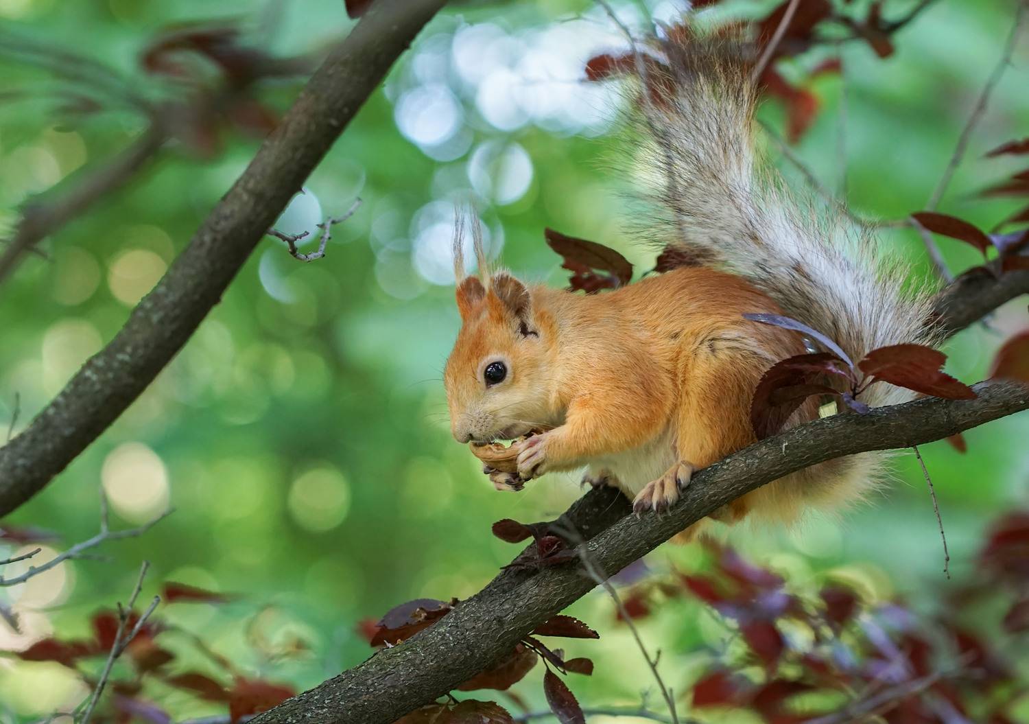Белка, Чепленко Алексей