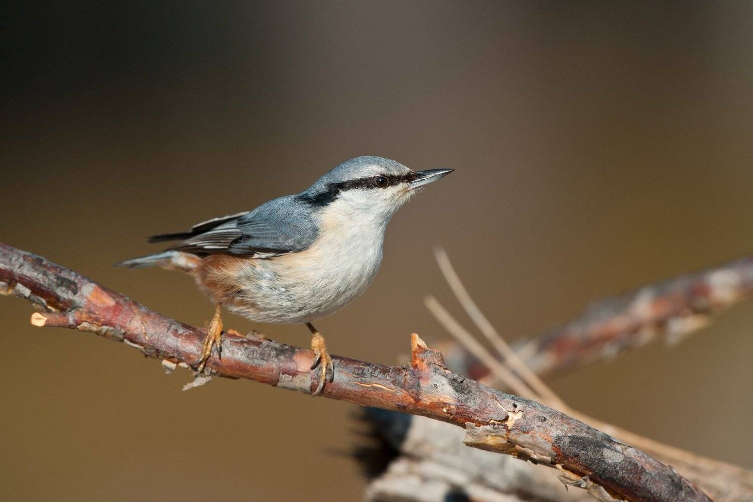 , Юрий Кулаков