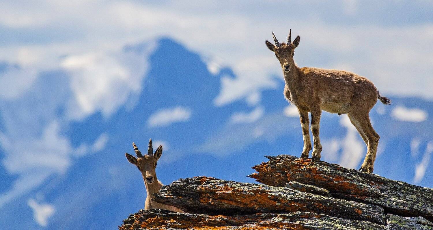 Altai, Siberia, Алтай, Сибирь, Укок, Павел Филатов