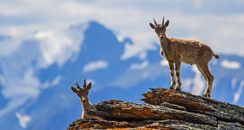 Козлики и Южный Алтай фото превью