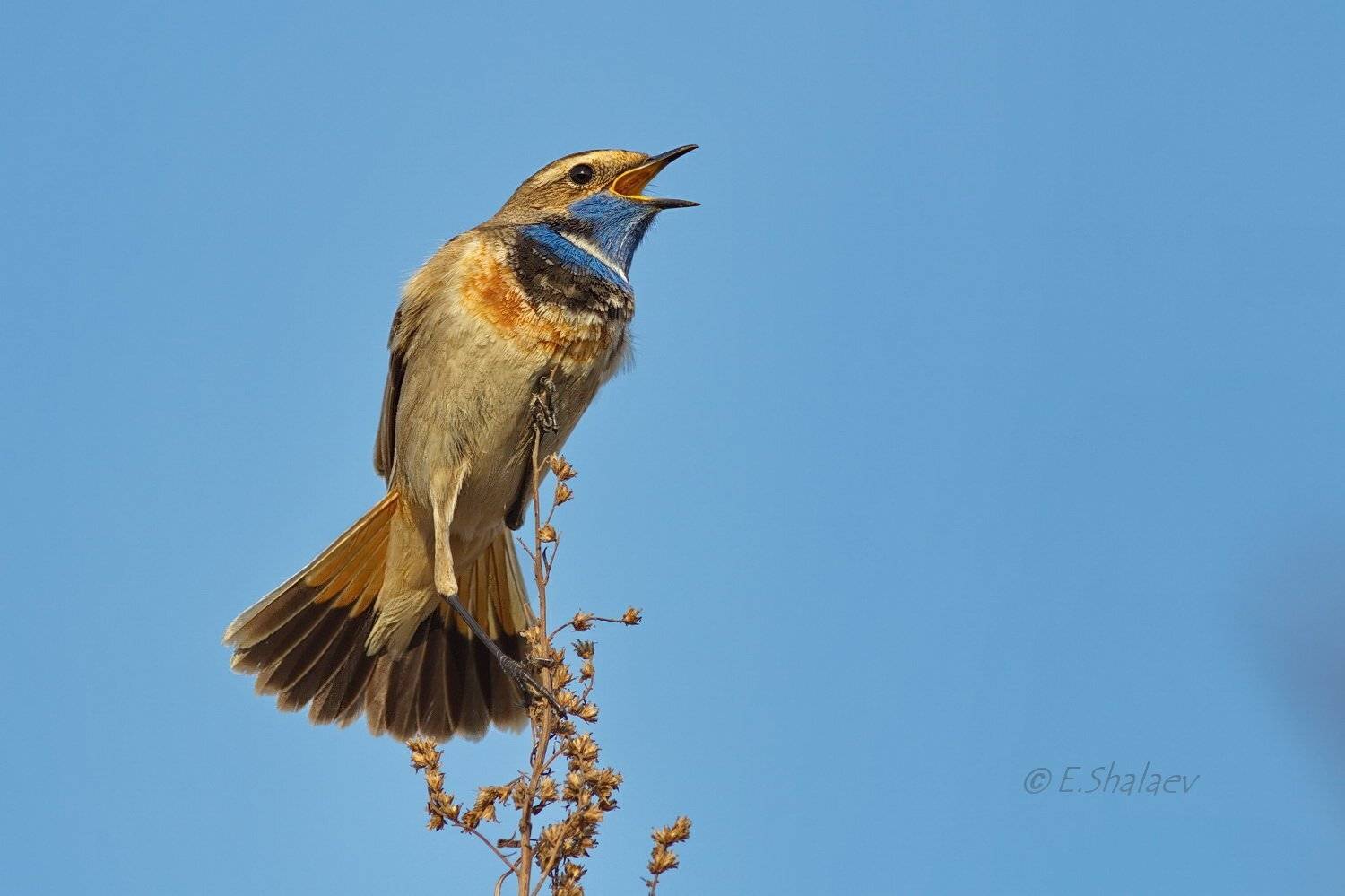 Birds, Bluethroat, Luscinia svecica, Варакушка, Птица, Птицы, Евгений