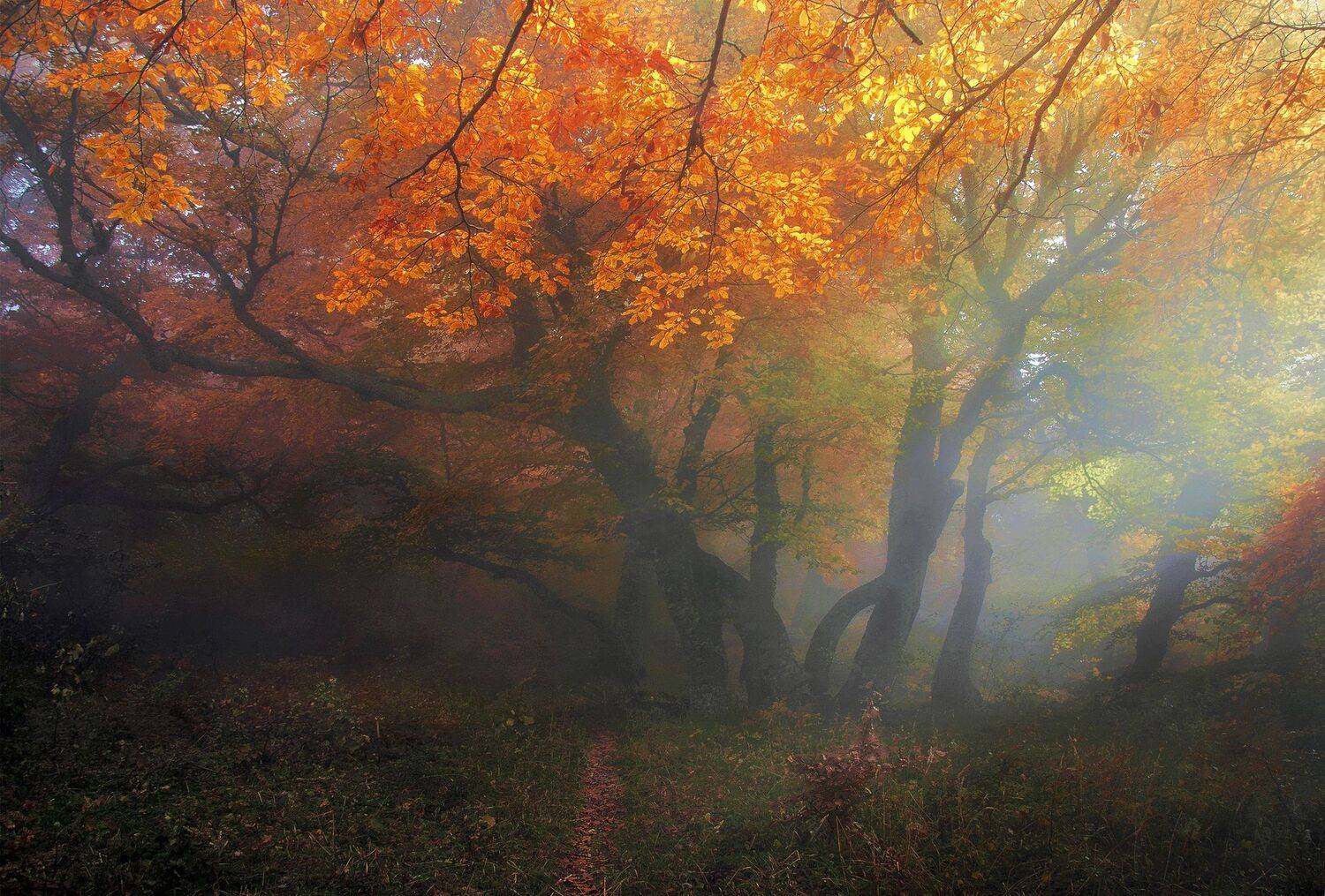 , Милокост Алексей