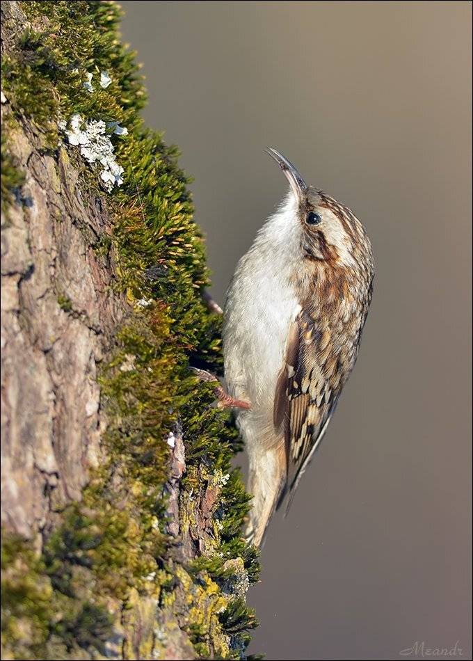 пищуха, Андрей Медведев