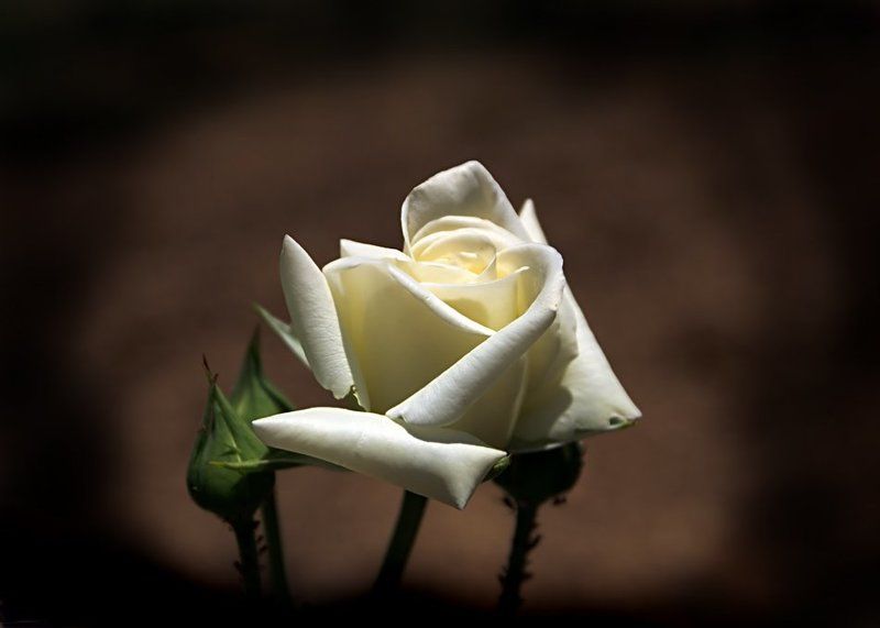 Невинность фото превью