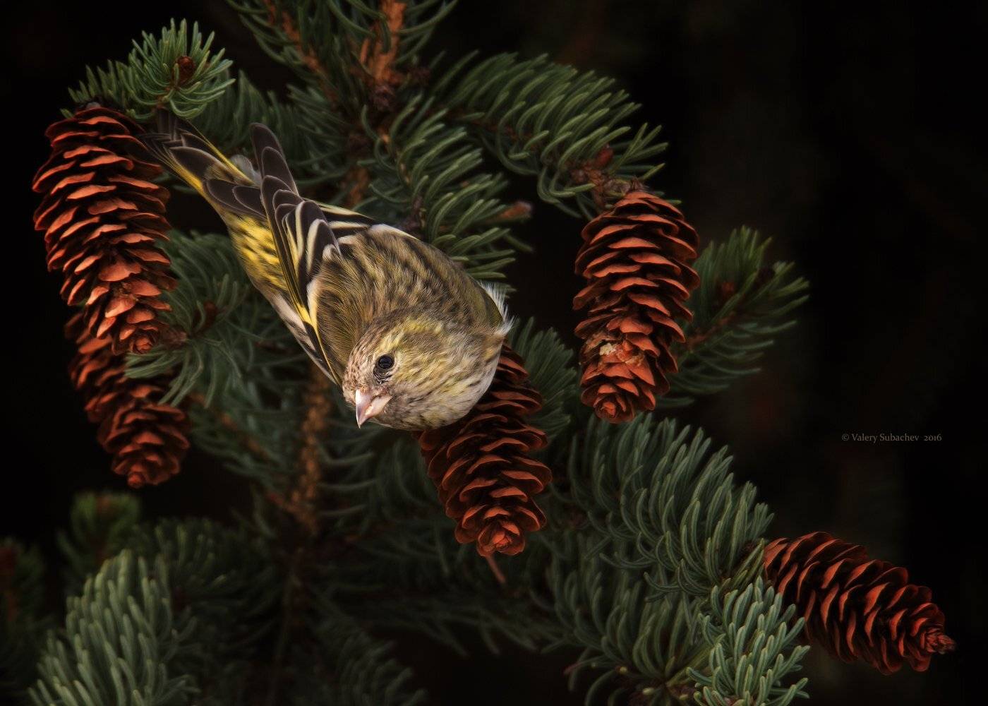 , Валерий Субачев
