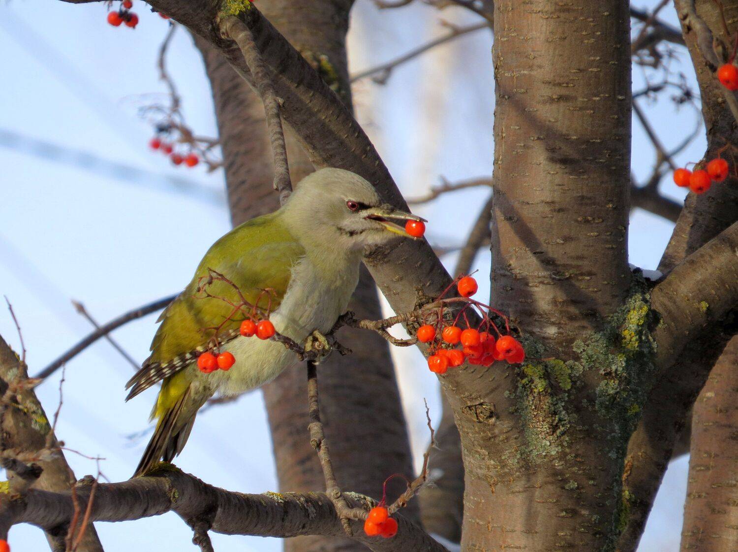 , Наталья Неверова