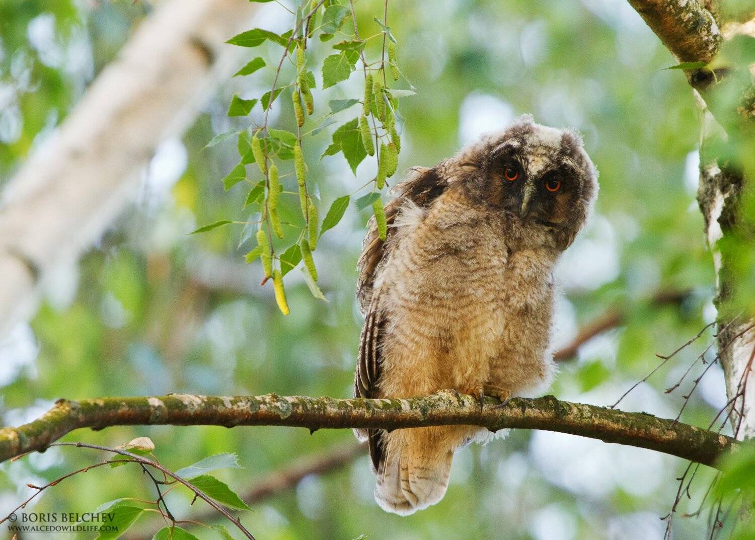 , Борис Белчев