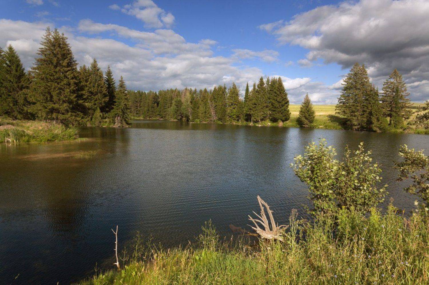 Озеро трава лес коряга облака небо лето, Георгий Машковцев