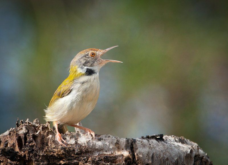 Краснолобая славка-портниха (Orthotomus sutorius) фото превью