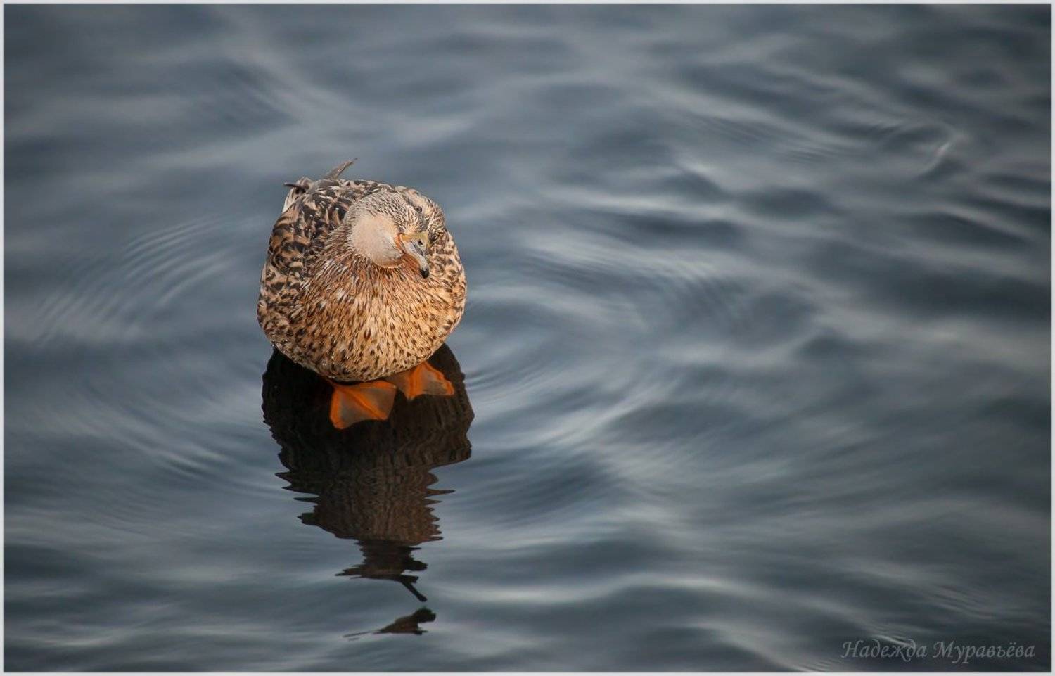Anas platyrhynchos, Кряква, Надежда Муравьёва