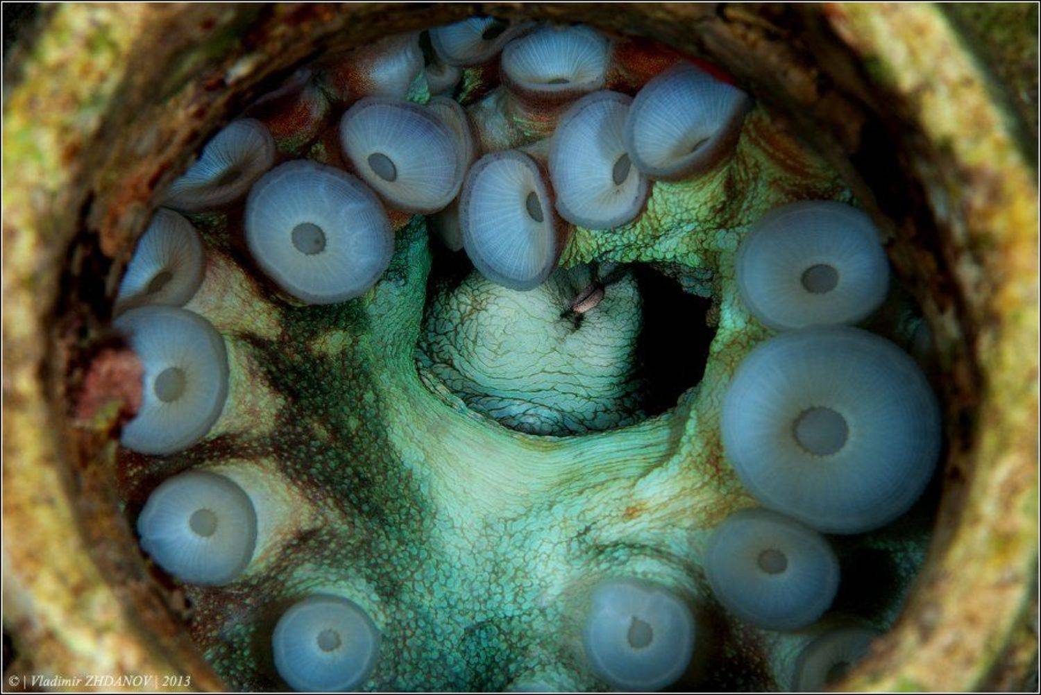 , Владимир Жданов