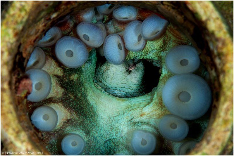 - Осьминог в горшочке, сэр!.. фото превью