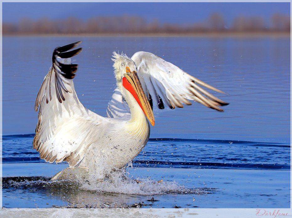 , Георги Славов