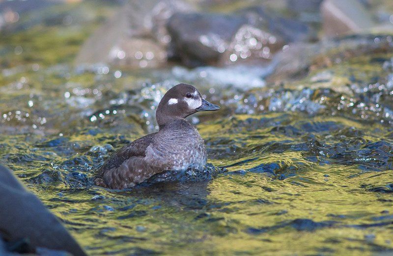 Каменушка фото превью