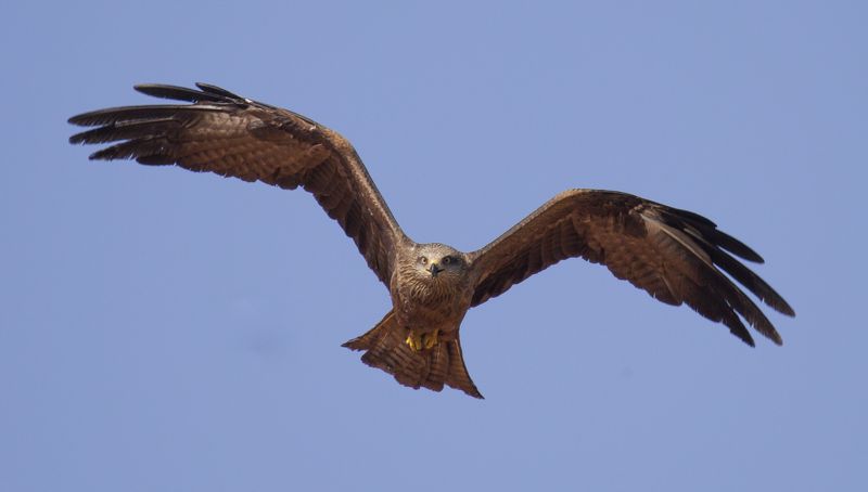 веселый черный коршун фото превью
