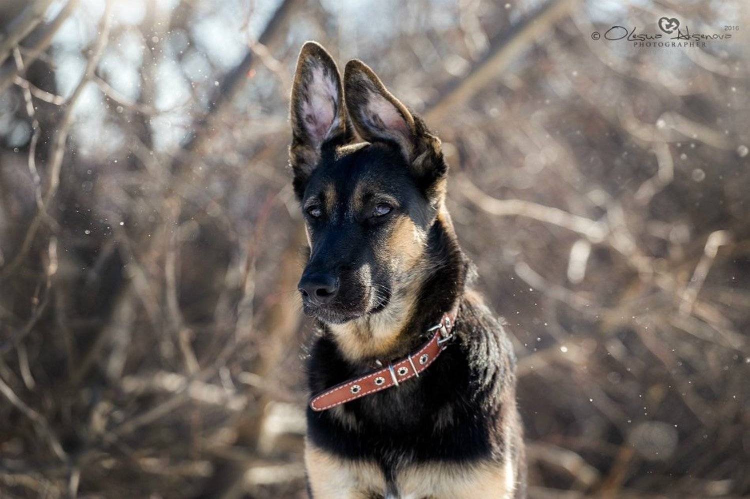 Вео, Собака, Аксёнова Олеся