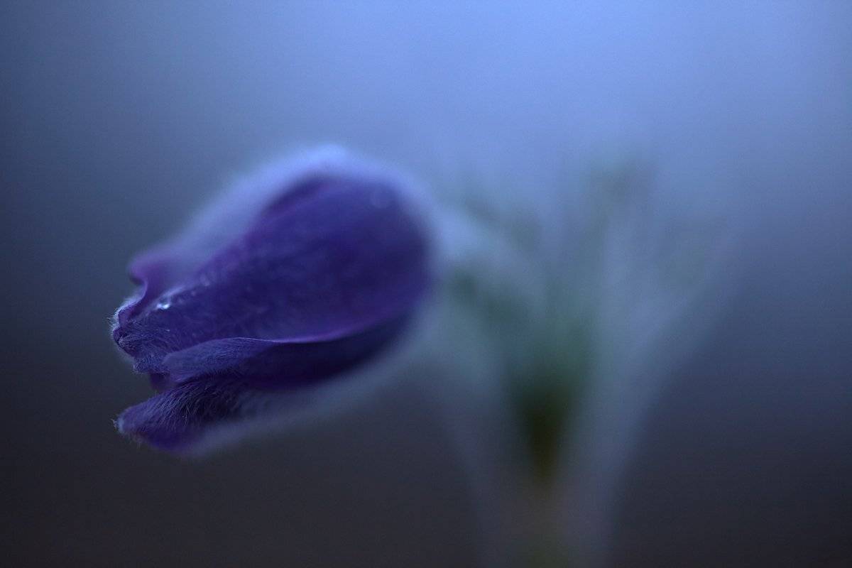 , Франгони Владимир