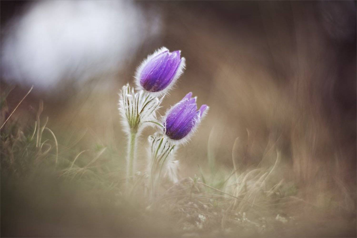 , Наталья Ова