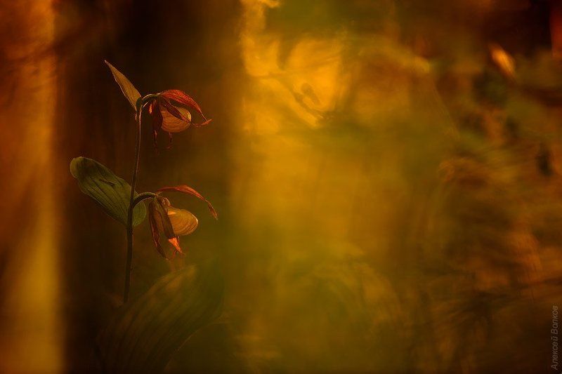 венерин башмачок, цветок, крсная книга Солнца вечерний мольберт фото превью