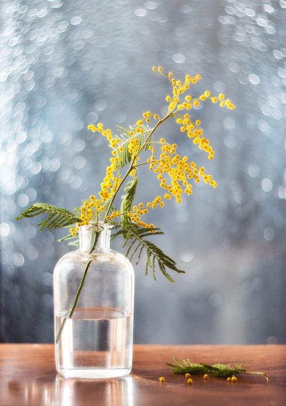 мимоза весна фото превью