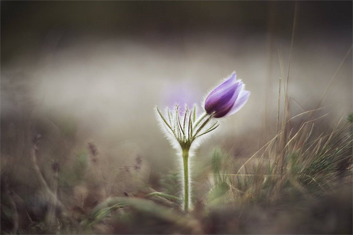 , Наталья Ова