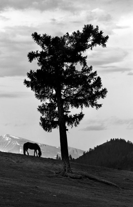 Алтай фото превью