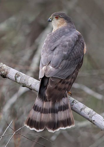 Полосатый ястреб - Sharp-shinned hawk